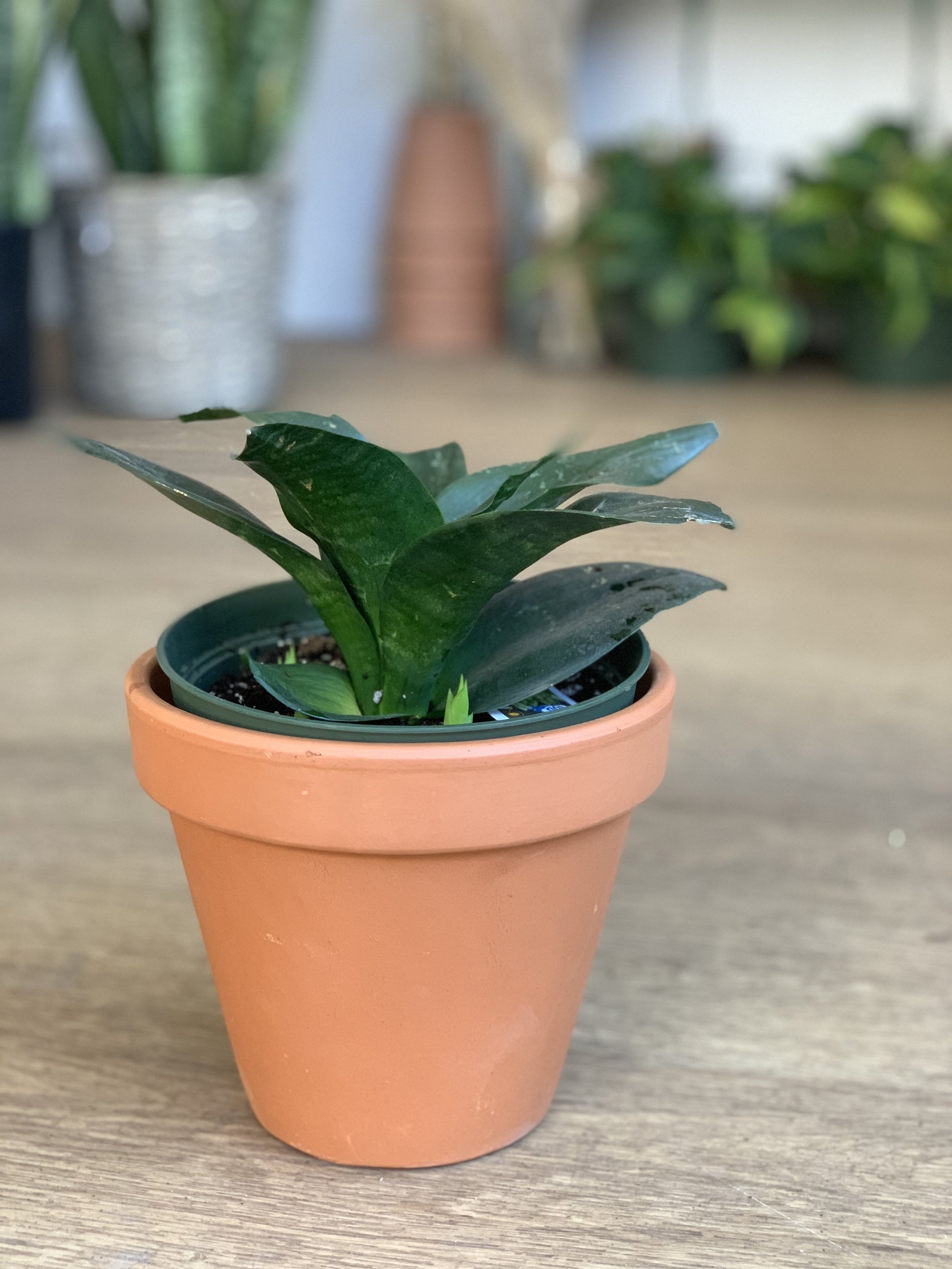 Timothé (Sansevieria)