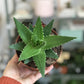 Maude (Aloe)