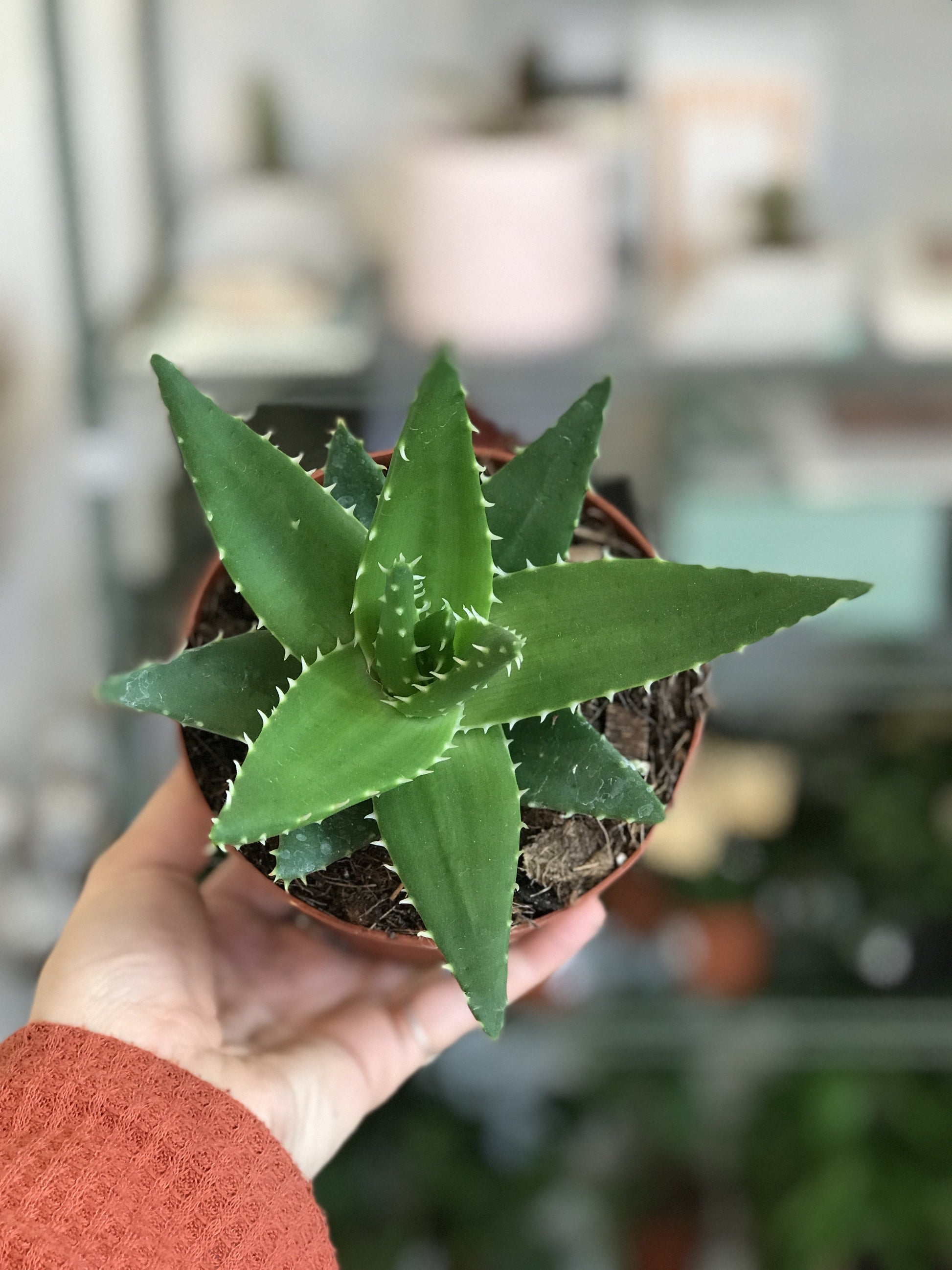 Maude (Aloe)