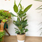 Audrey (Ficus)