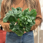 Atom (Philodendron)