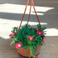 Daisy (Delosperma)