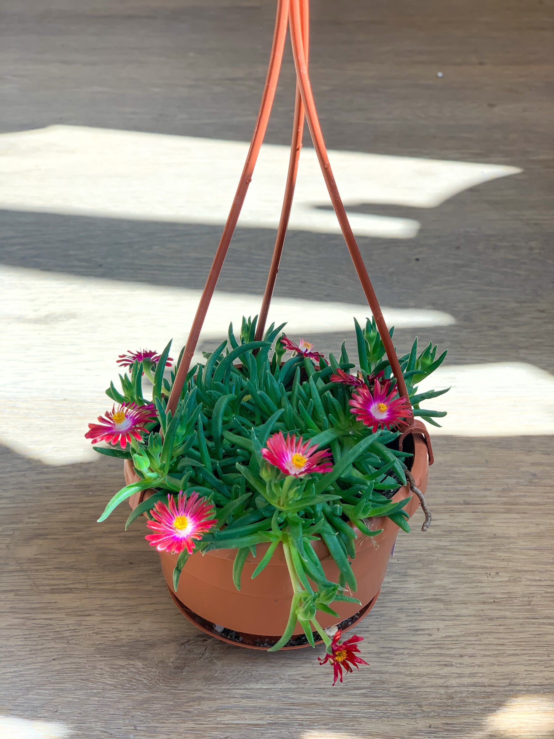 Daisy (Delosperma)