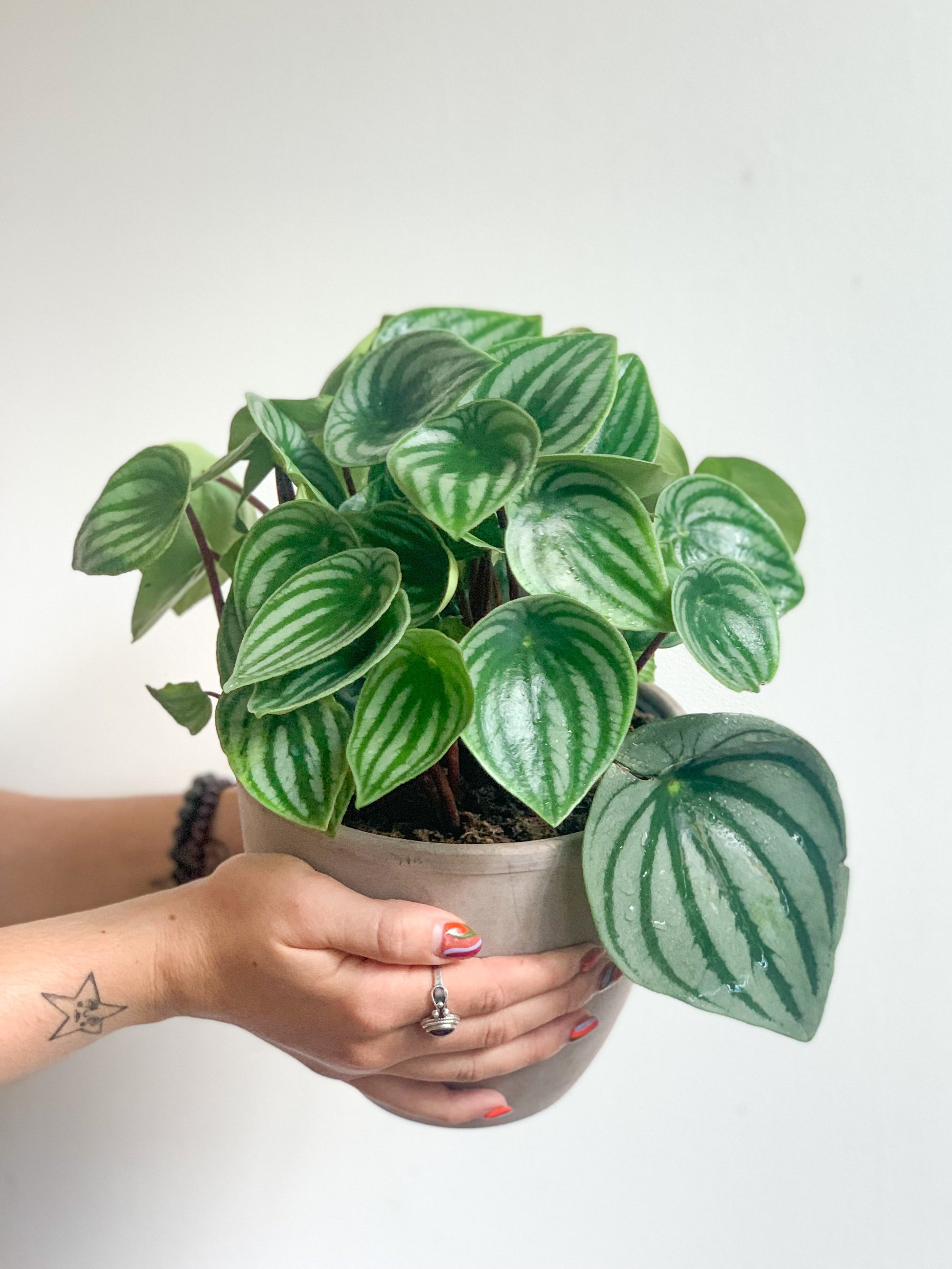 Winnie (Peperomia)