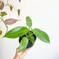 Jose (Philodendron) - 4 po.
