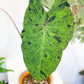Mojito (Colocasia)