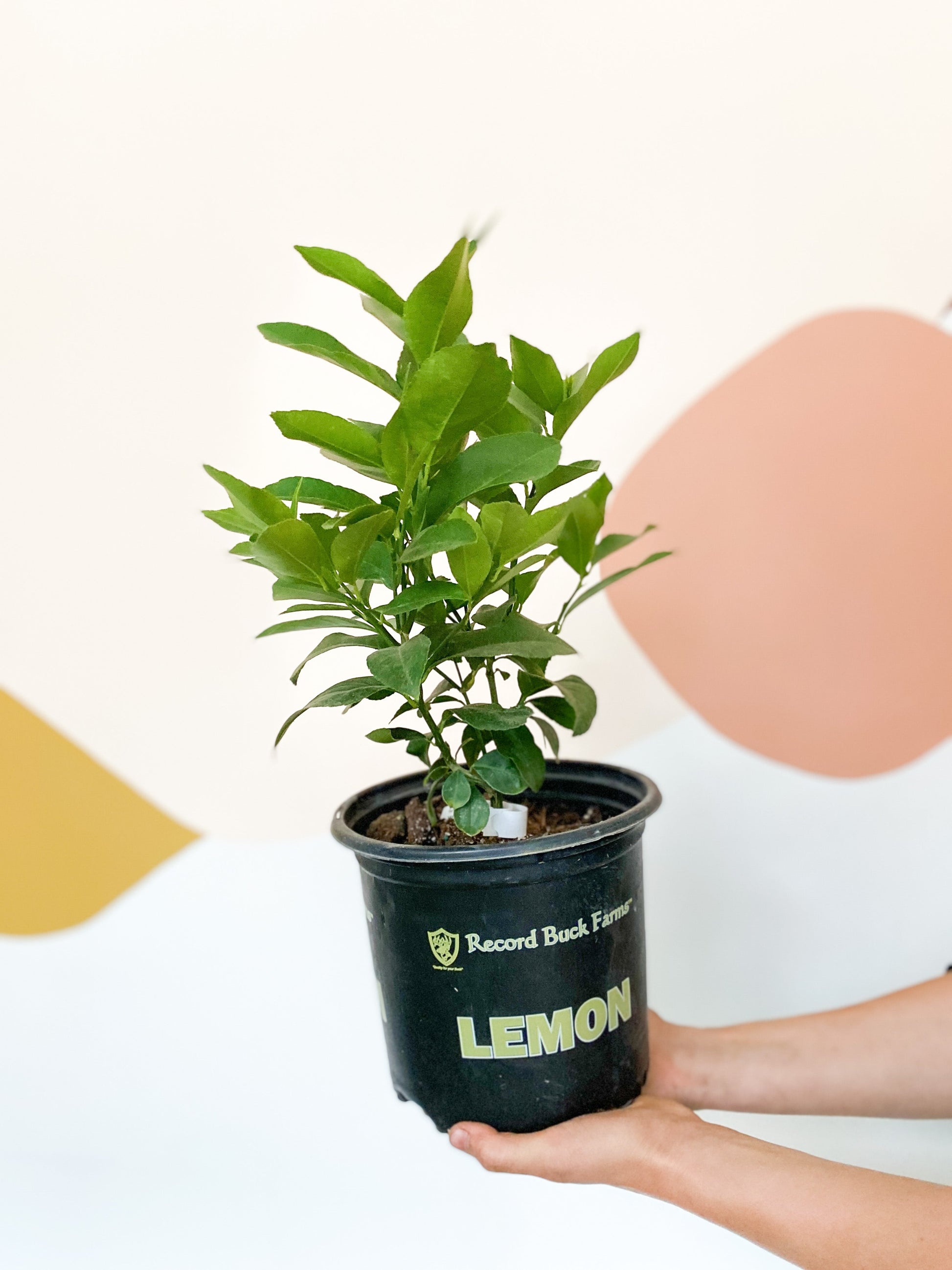 Citronnier - pot 7 po.