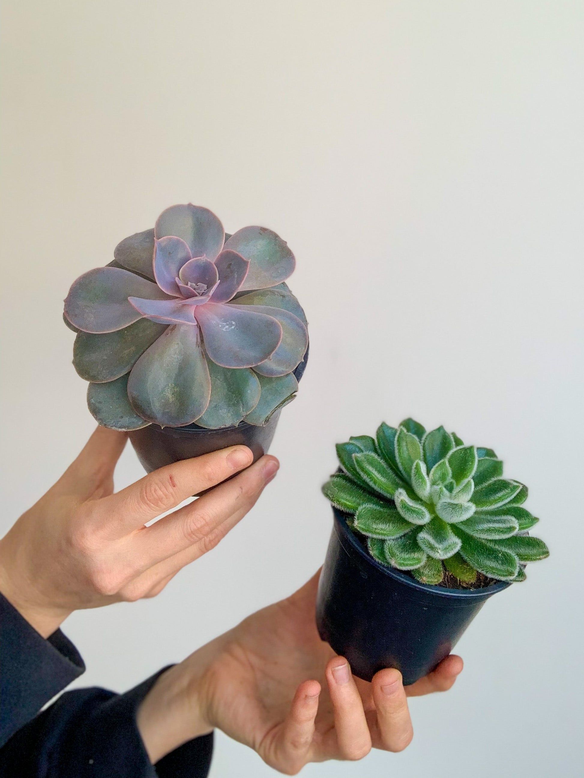 Succulentes Assorties 4 Po.