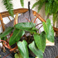 Mathis (Philodendron)