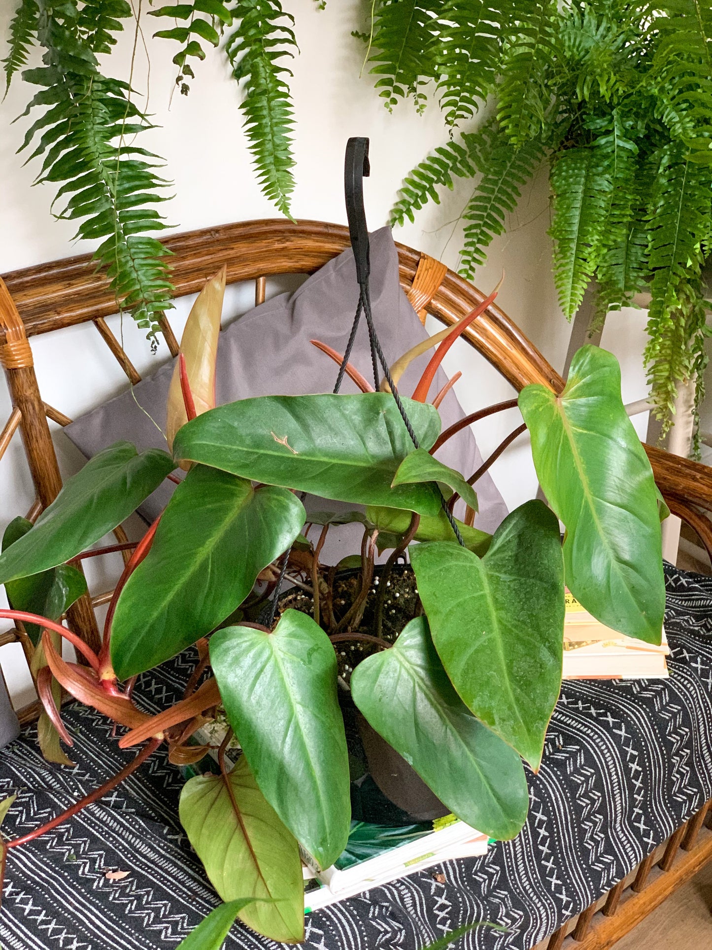 Mathis (Philodendron)