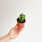 Shrek (Crassula) - 2.5 po.