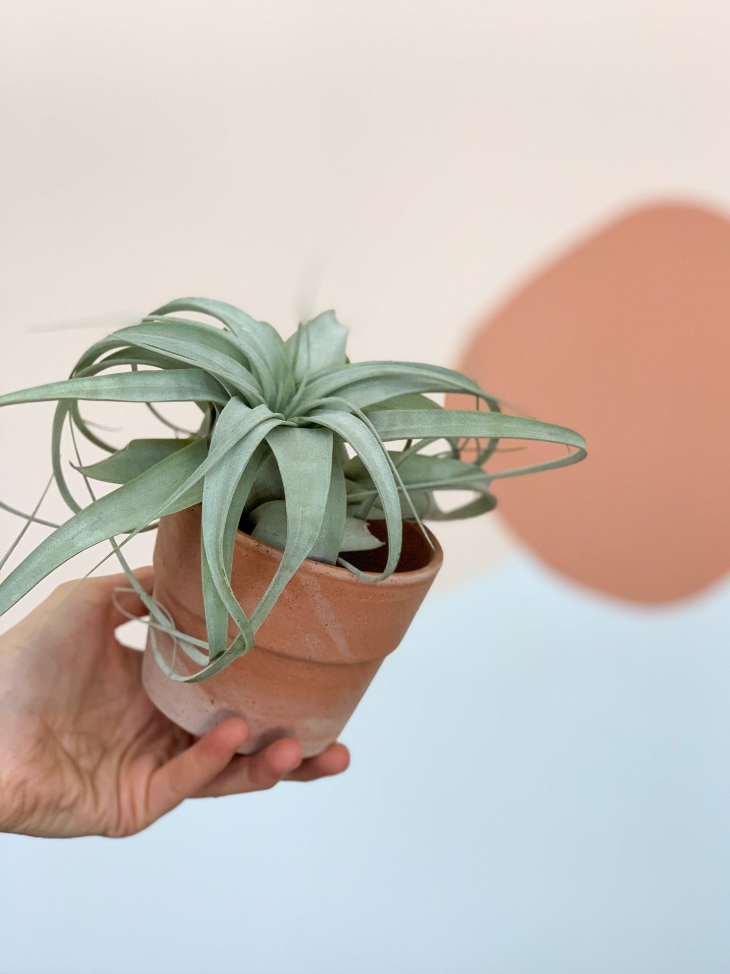 Théodore (Tillandsia) - petit