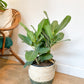 Audrey (Ficus) - 10. buisson