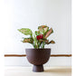 Pot Alex Moyen (Plante De 6 Po.) / Café