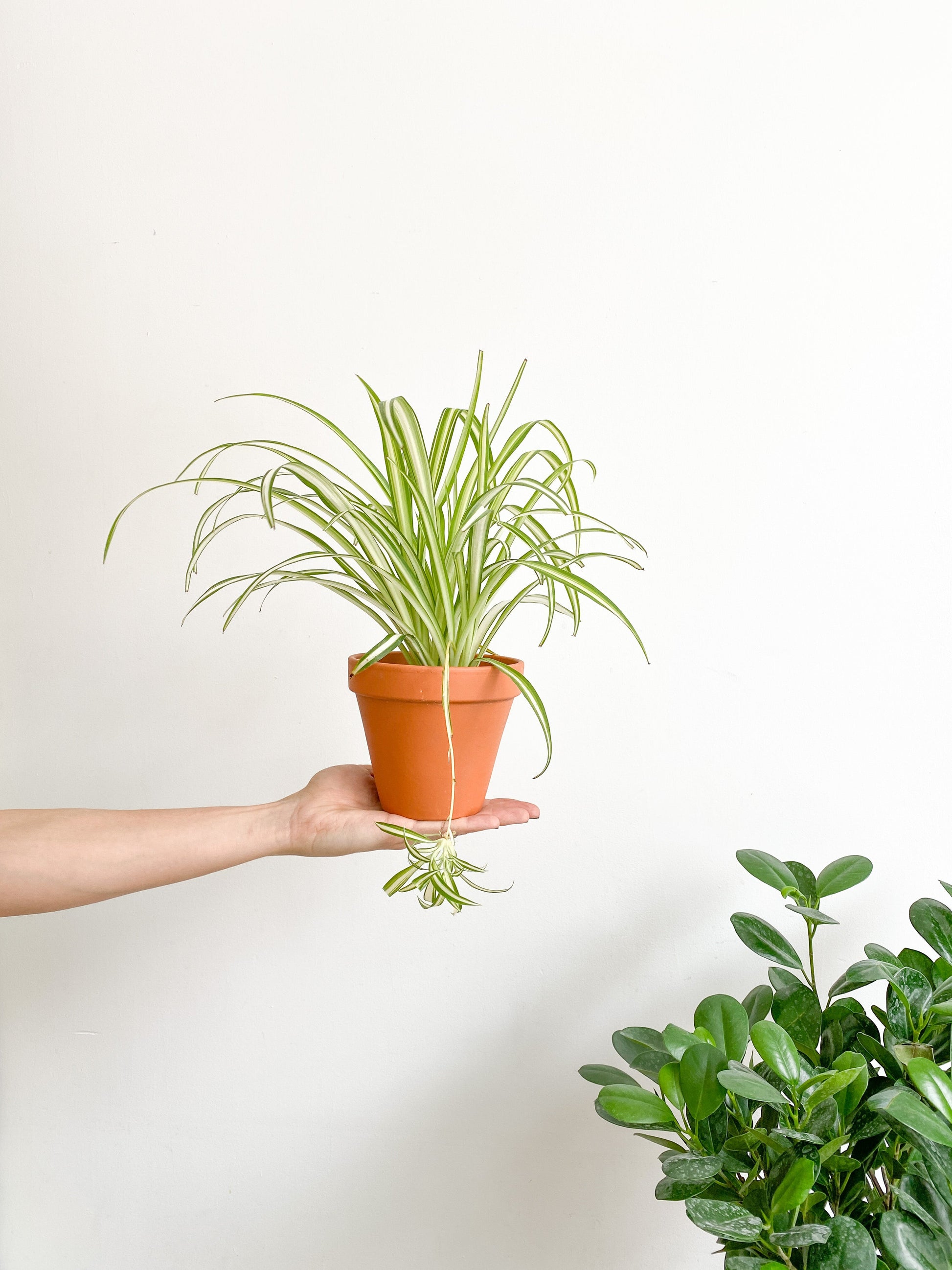 Spider (Chlorophytum) - 4 po. (standard)