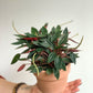 Rosalinda (Peperomia) 3.5 Po