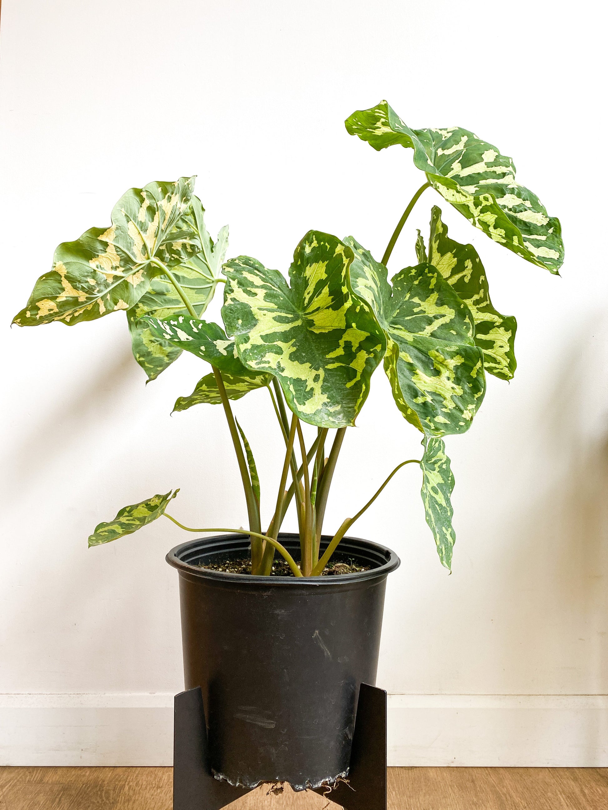 Hilo (Alocasia) - 10 po.