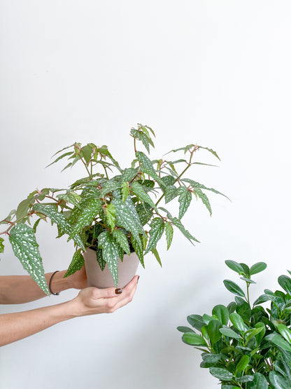 Bérangère (Begonia) - 6 po.