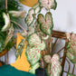 Jericho (Caladium)