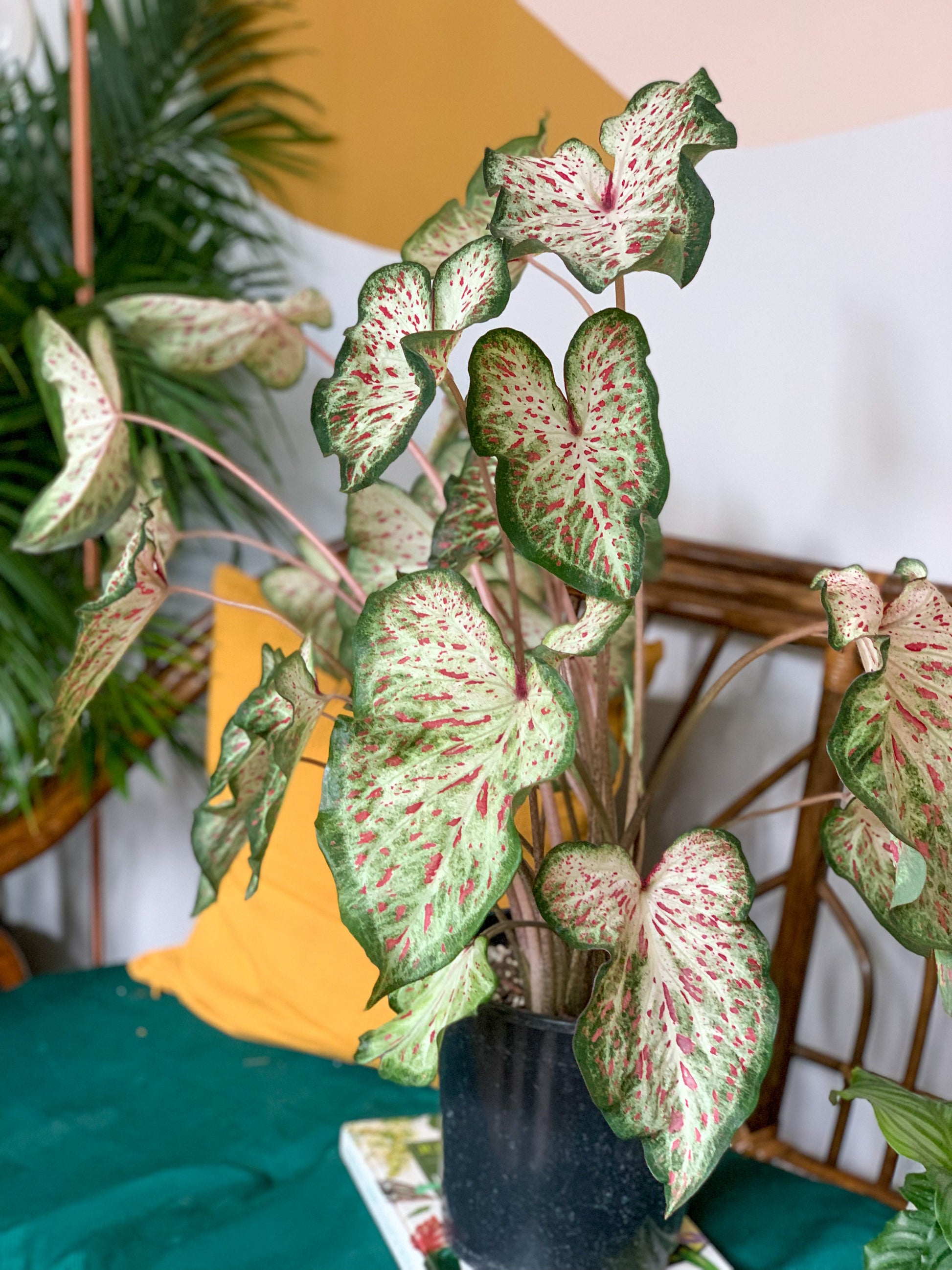 Jericho (Caladium)