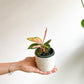 Thai (Aglaonema) - 4 po.