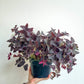 Carole (Oxalis) 6 Po.