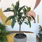 Melany (Ficus) 10 Po.