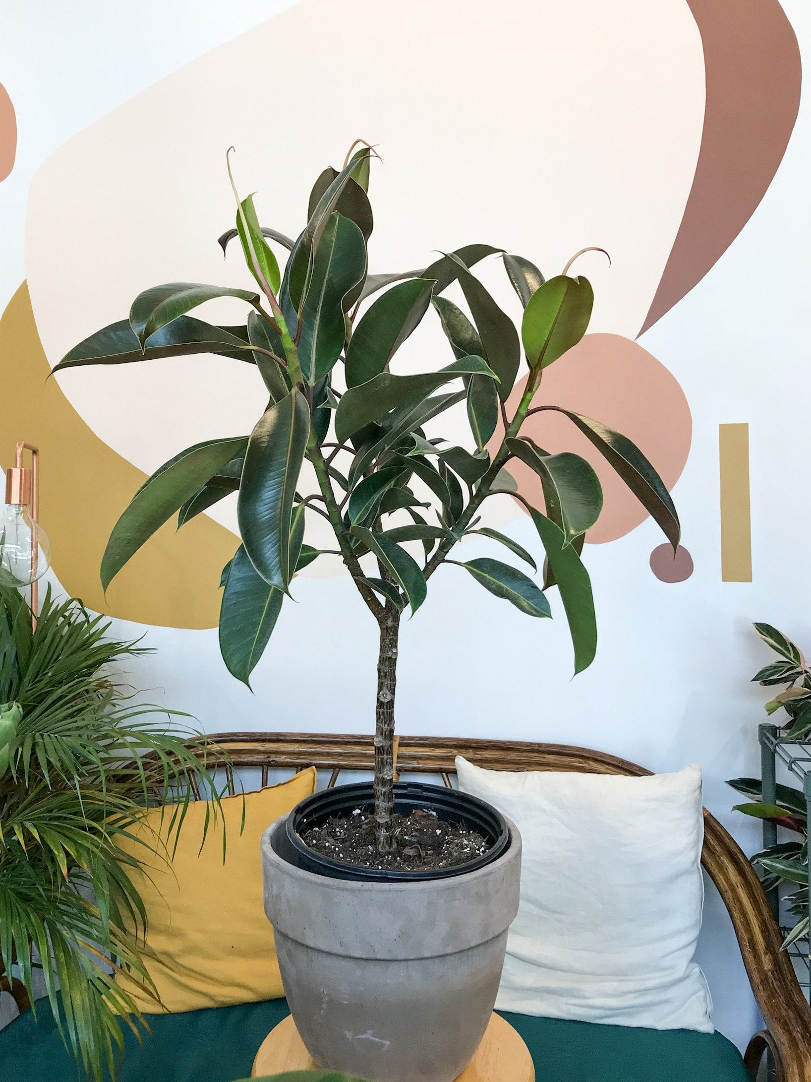 Melany (Ficus) 10 Po.