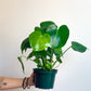 Jeune Monica (Monstera) 6 Po.