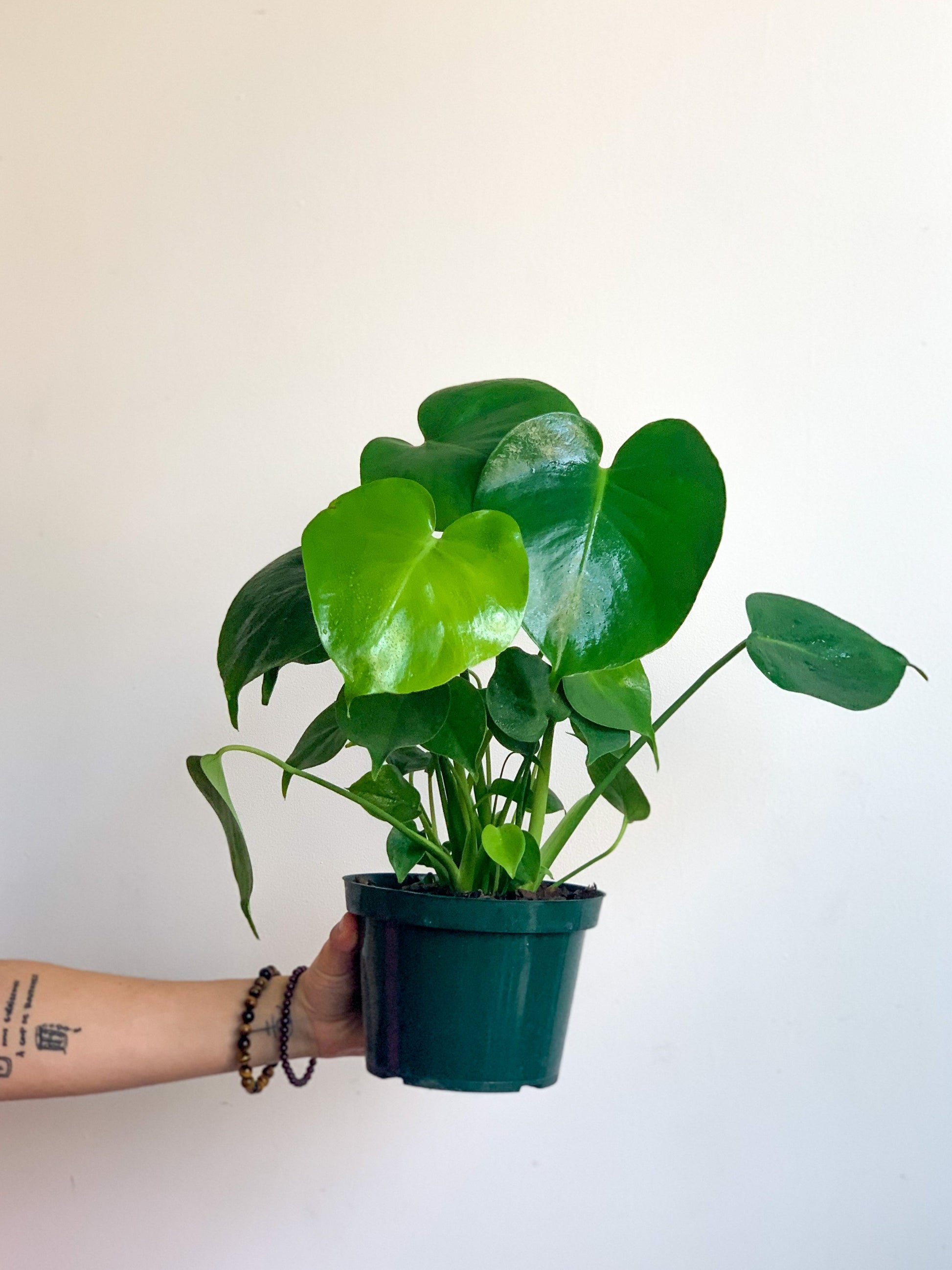 Jeune Monica (Monstera) 6 Po.