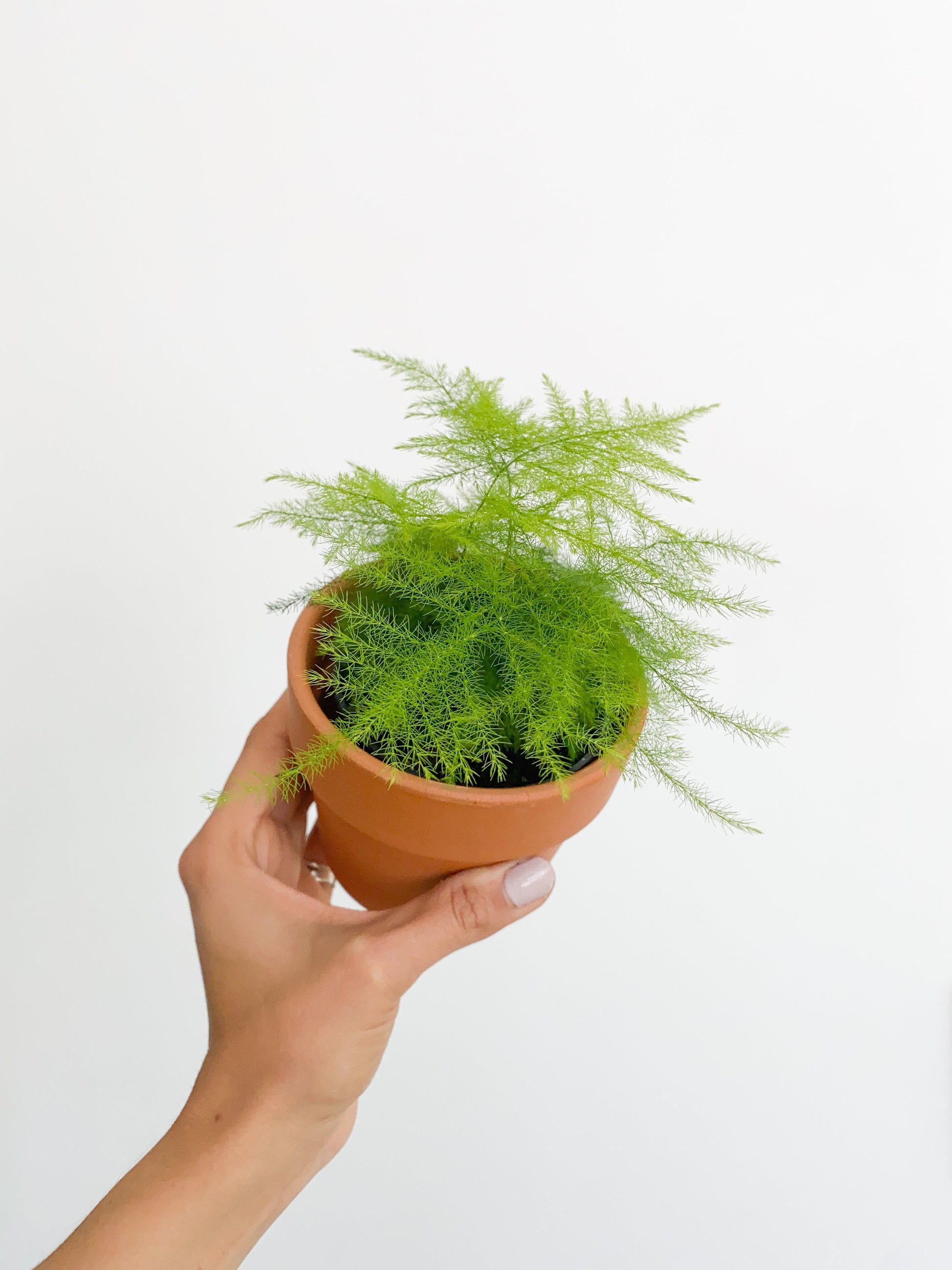 Plumeau (Asparagus) - 4 po.