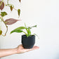 Jose (Philodendron) - 4 po.
