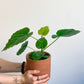 Hubert (Ficus)