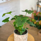 Shangrila (Philodendron)