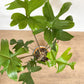 Peda (Philodendron) - 8 po.
