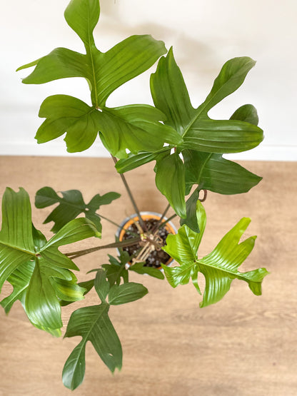 Peda (Philodendron) - 8 po.