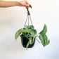 Thomas (Scindapsus) - 8 po. suspendu