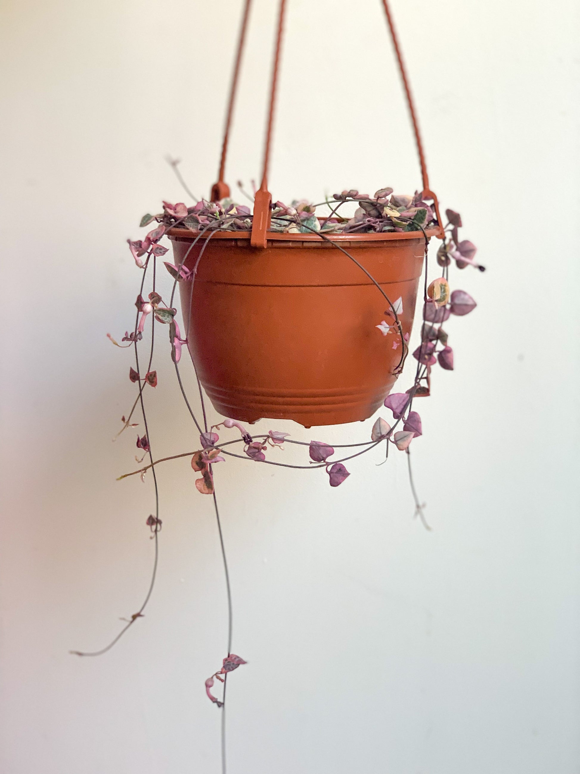Wilma (Ceropegia) 6 Po