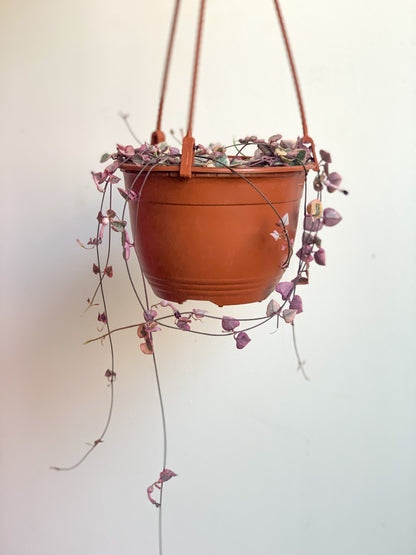 Wilma (Ceropegia) 6 Po