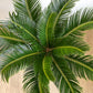 Reva (Cycas) - 10 po.