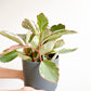 Ginny (Peperomia) - 6 po.