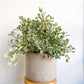 Trixie (Ficus) - 10 po.