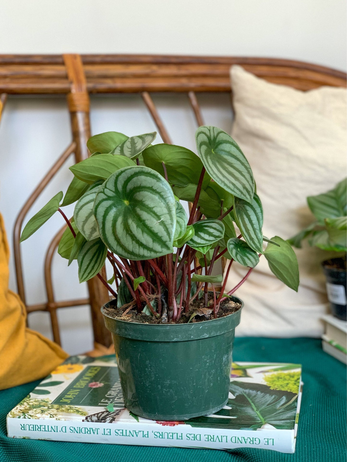 Winnie (Peperomia) 6 Po.