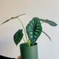 Dragos (Alocasia) 6 Po.