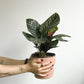 Orélie (Calathea)