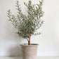 Olea (Olivier)