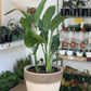 Regine (Strelitzia)