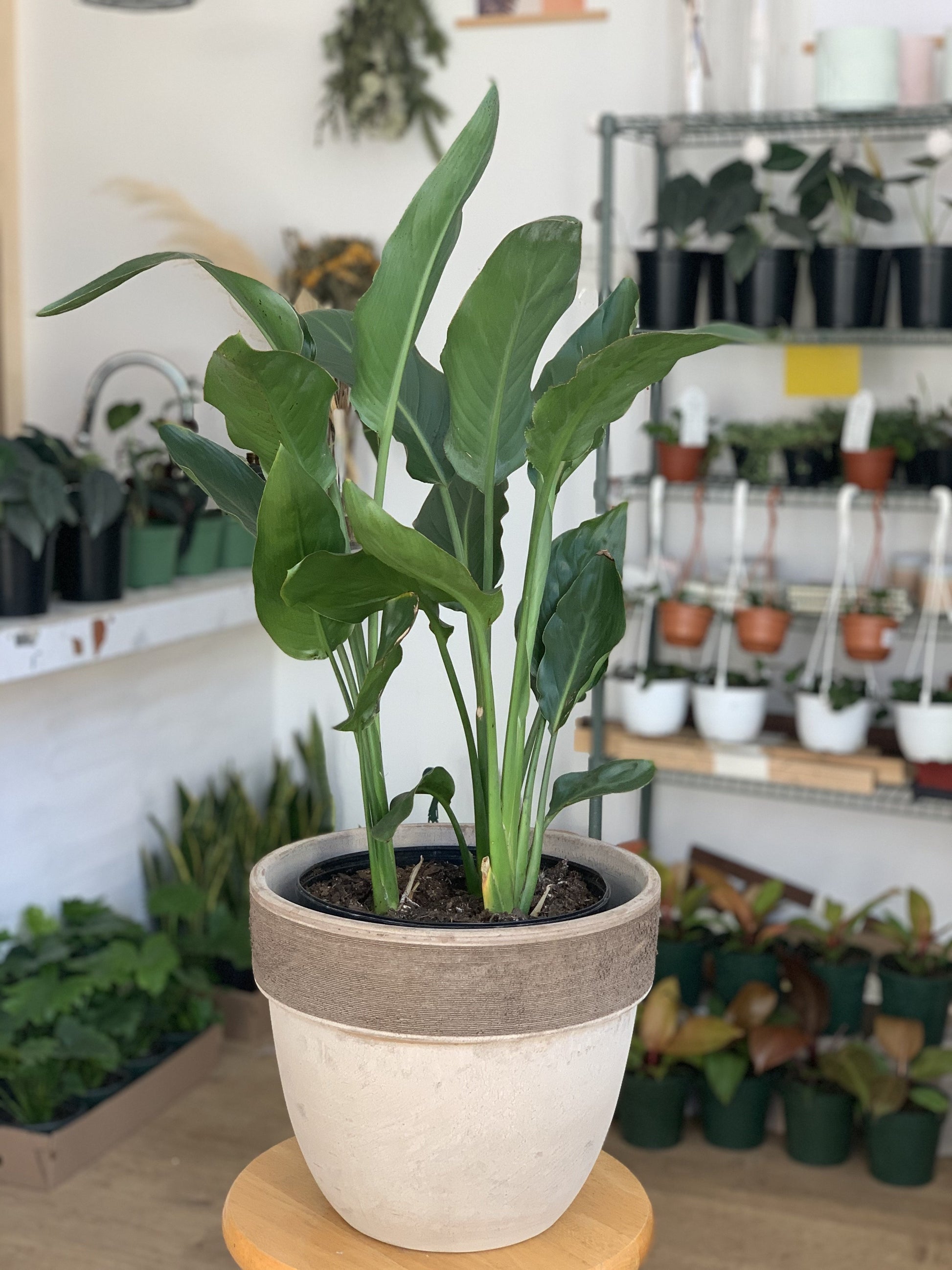 Regine (Strelitzia)