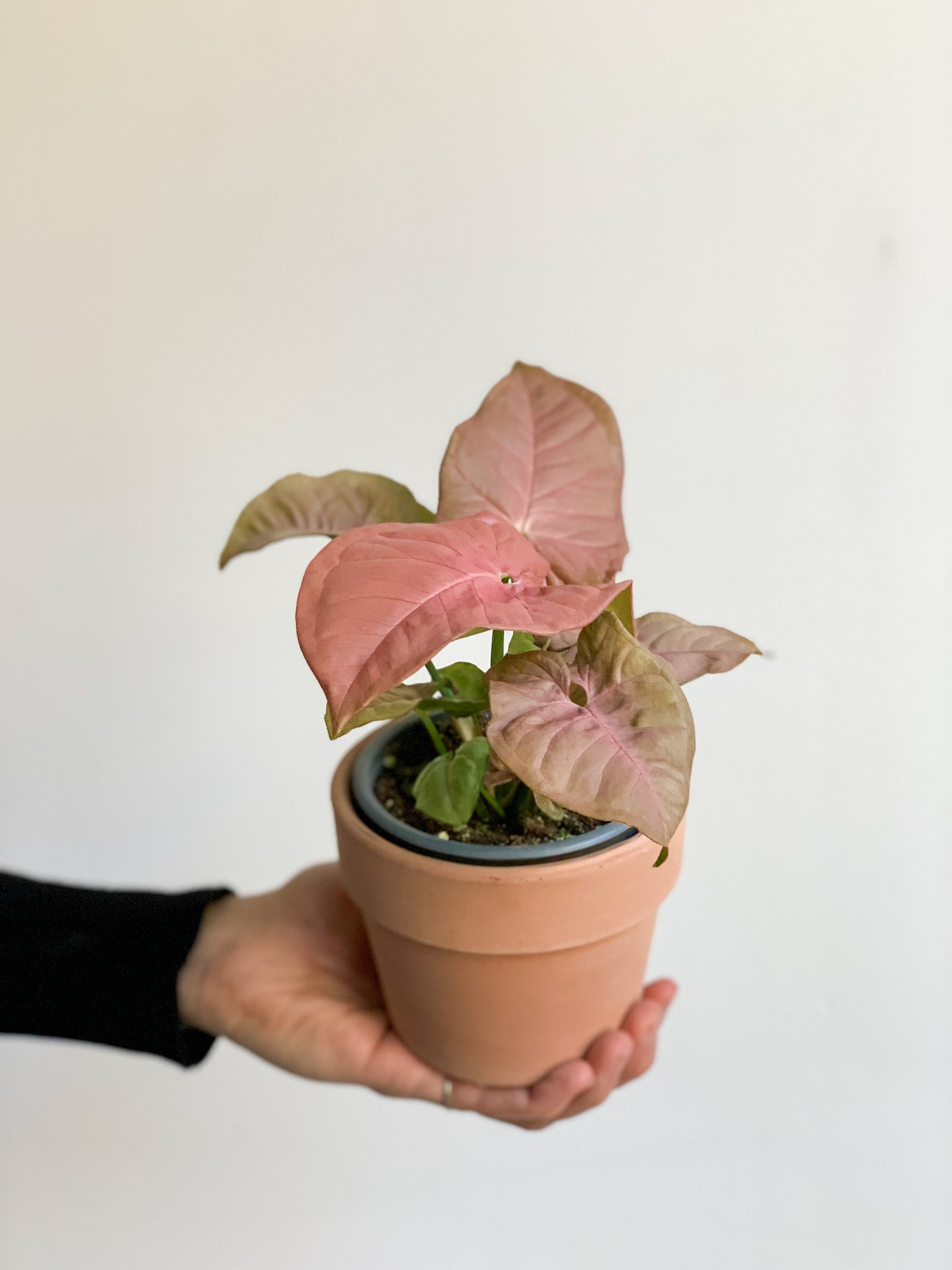 Siana (Syngonium) 4 Po.