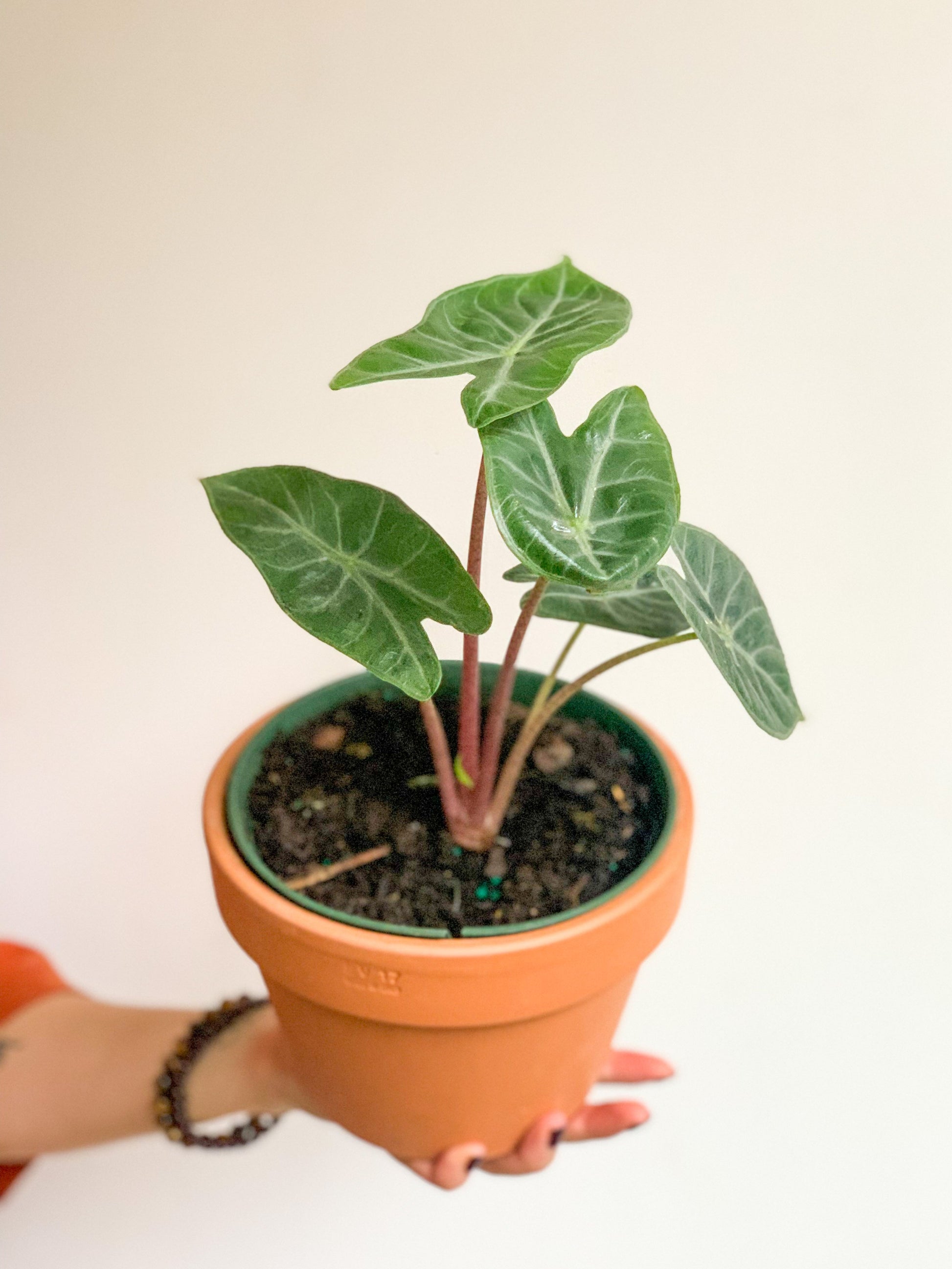 Ivory (Alocasia) 6 Po.